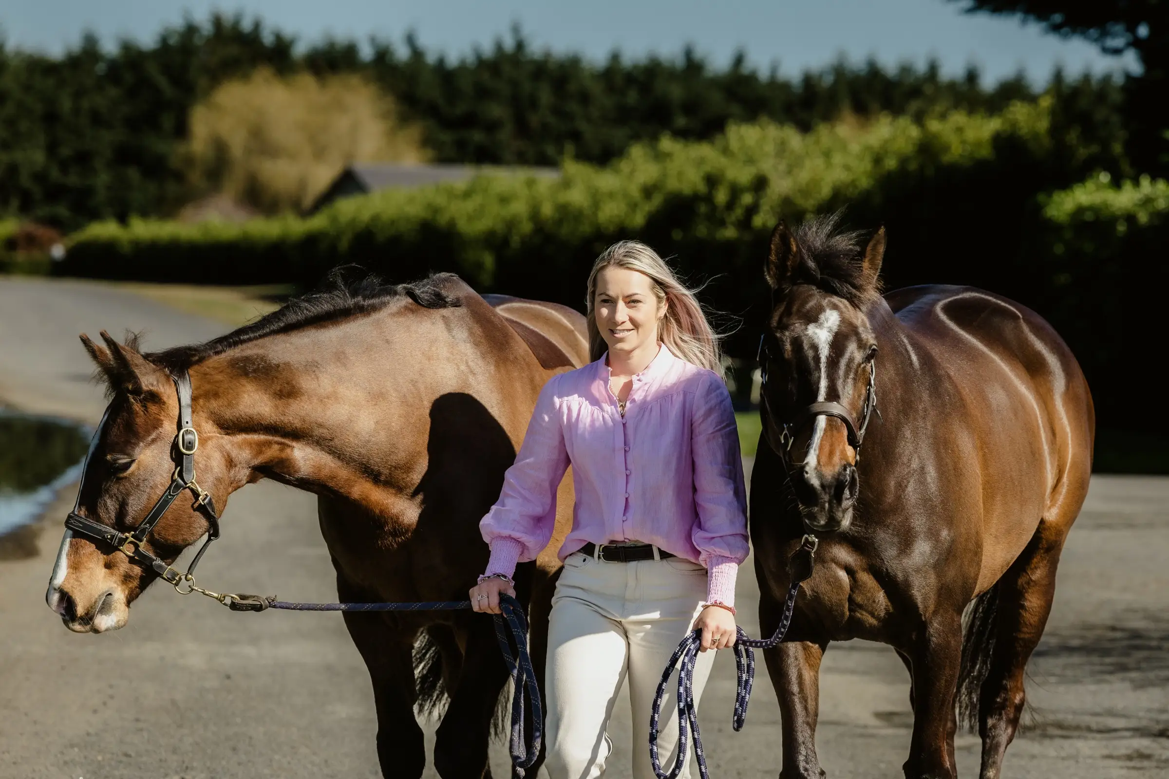 Paxton walking down a driveway leading two bay horses, one either side