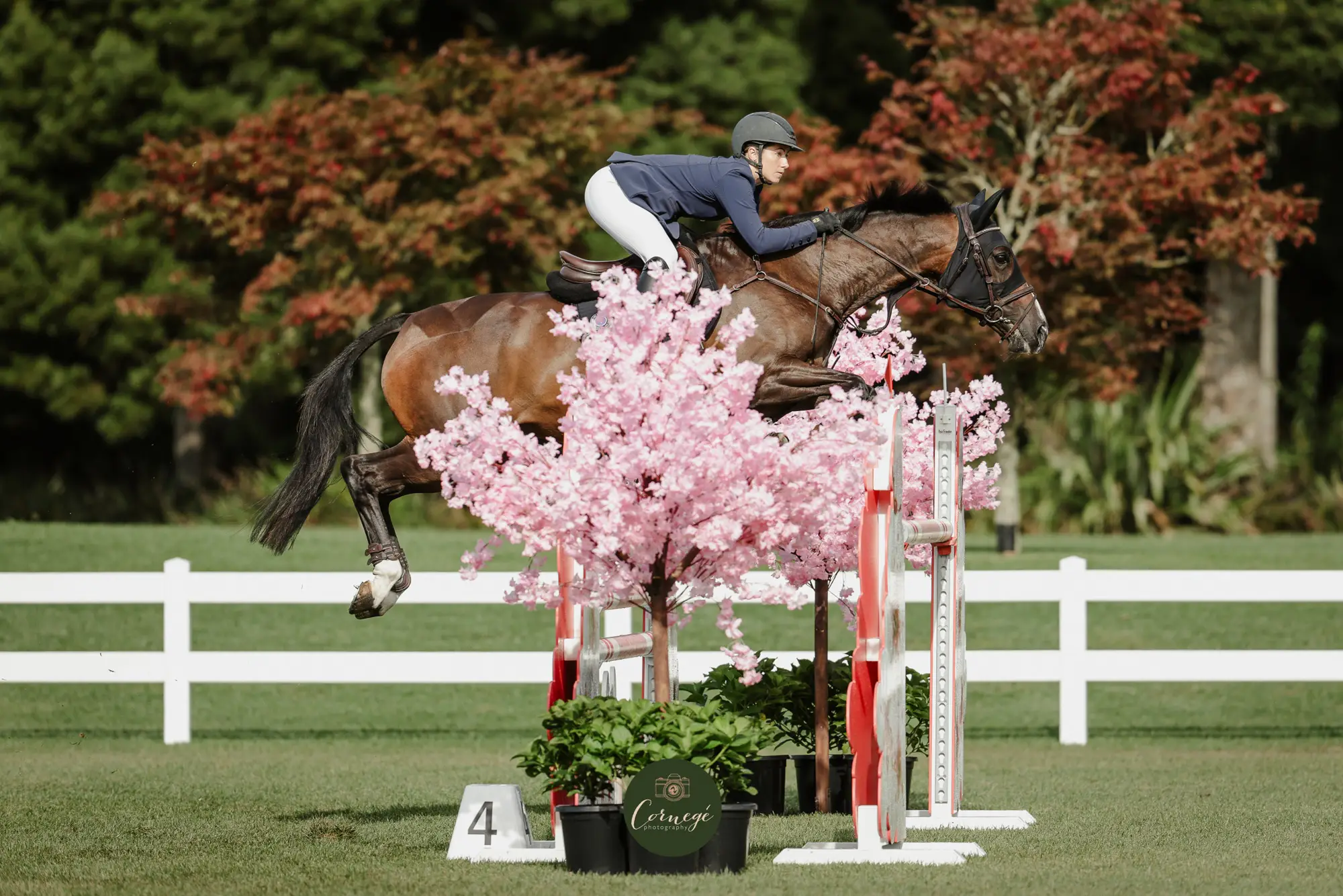 A horse and rider clearing a fence dressed with pink blossom trees on a grass arena